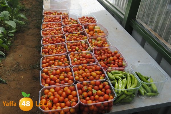 sooqelzahra2lud602 (14).JPG